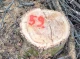 Неподалік Шостки незаконно зрубали 66 дерев