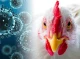 На Сумщині від пташиного грипу загинули більше сотні курей